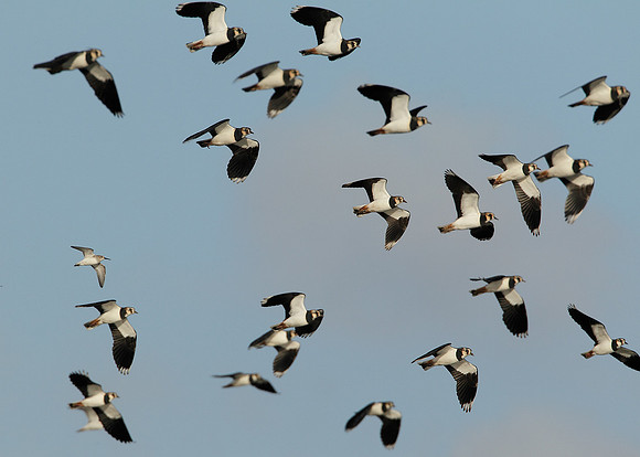 Lapwing Vanellus vanellus