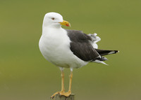 Lesser Black-backed Gull Larus fuscus