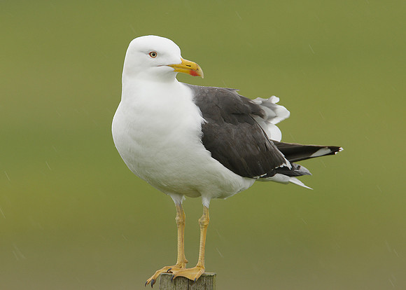 Lesser Black-backed Gull Larus fuscus