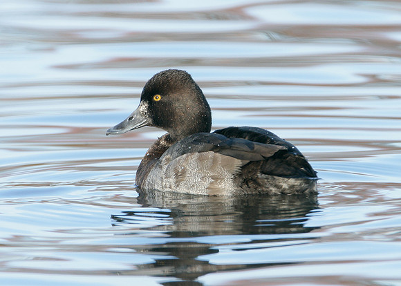 Lesser Scaup Aythya affinis