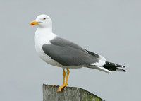 Lesser Black-backed Gull Larus fuscus