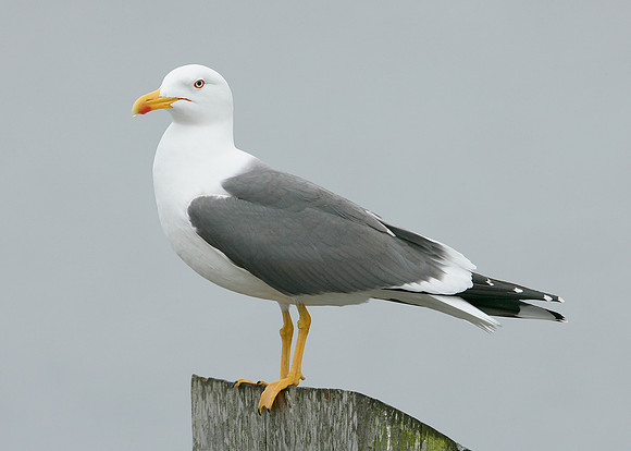 Lesser Black-backed Gull Larus fuscus