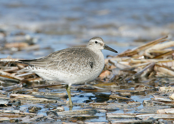 Knot Calidris canutus