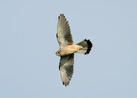 Kestrel Falco tinnunculus