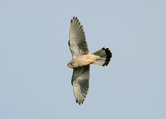 Kestrel Falco tinnunculus