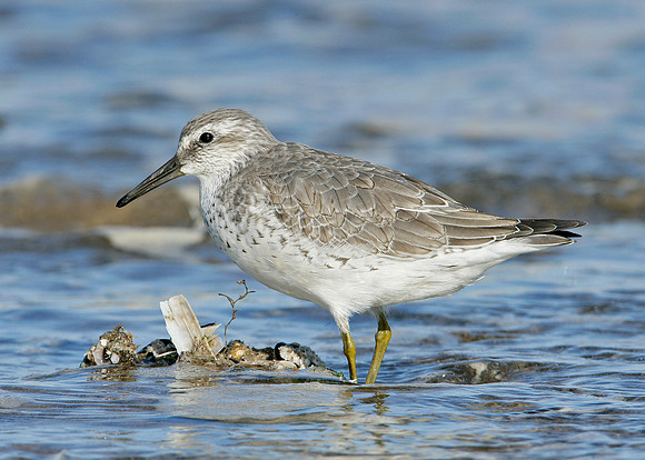 Knot Calidris canutus