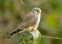 Kestrel Falco tinnunculus