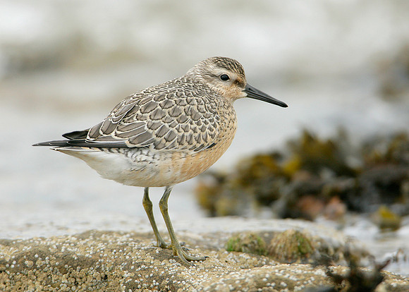 Knot Calidris canutus