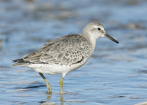 Knot Calidris canutus