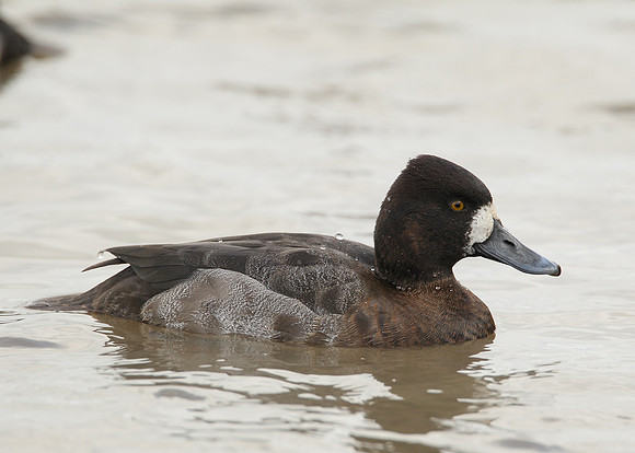 Lesser Scaup Aythya affinis