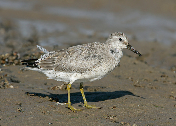Knot Calidris canutus