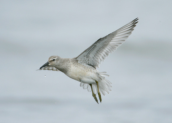 Knot Calidris canutus