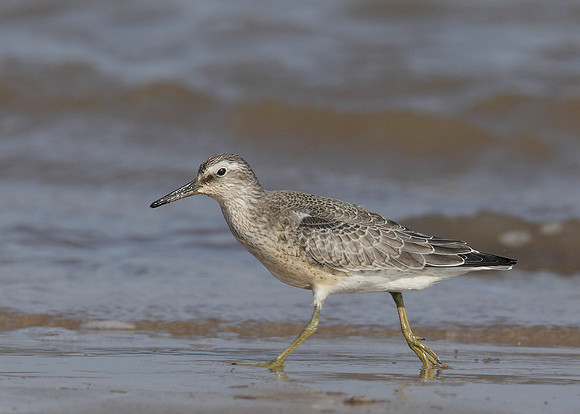 Knot Calidris canutus