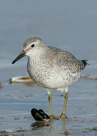 Knot Calidris canutus