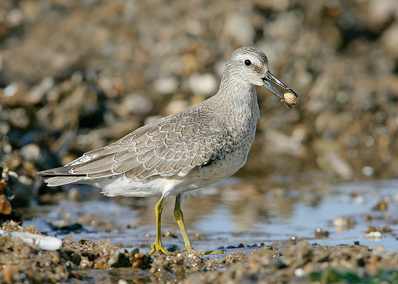 Knot Calidris canutus