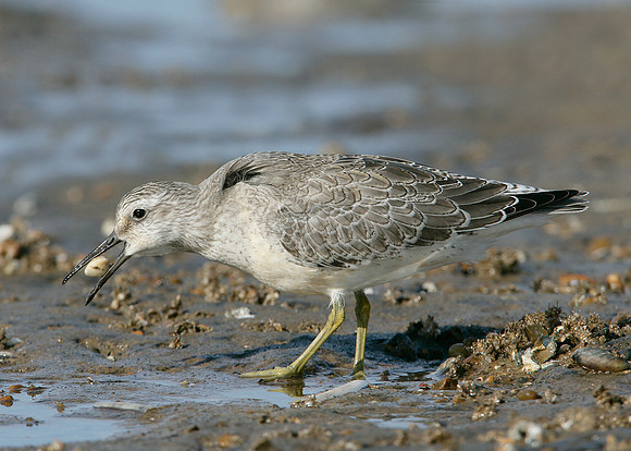 Knot Calidris canutus