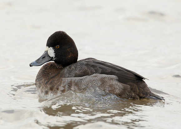 Lesser Scaup Aythya affinis