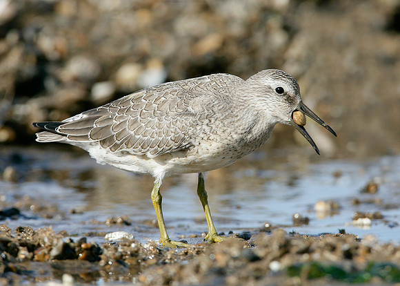 Knot Calidris canutus