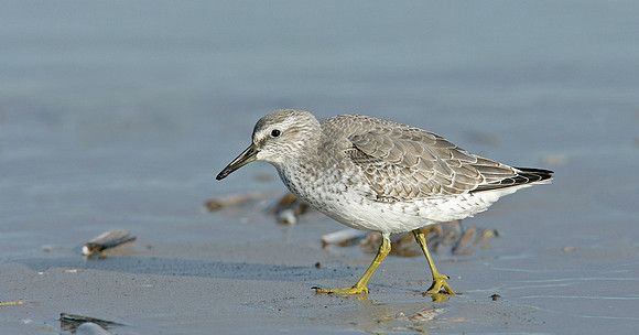 Knot Calidris canutus