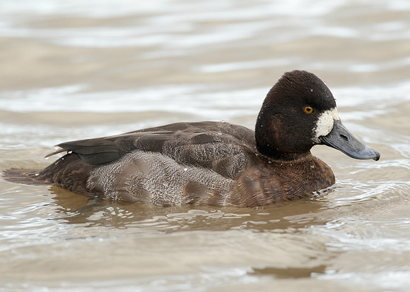 Lesser Scaup Aythya affinis