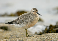 Knot Calidris canutus