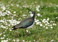 Lapwing Vanellus vanellus