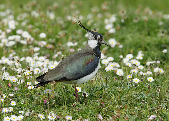 Lapwing Vanellus vanellus