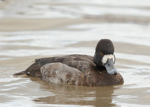 Lesser Scaup Aythya affinis