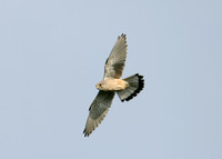 Kestrel Falco tinnunculus