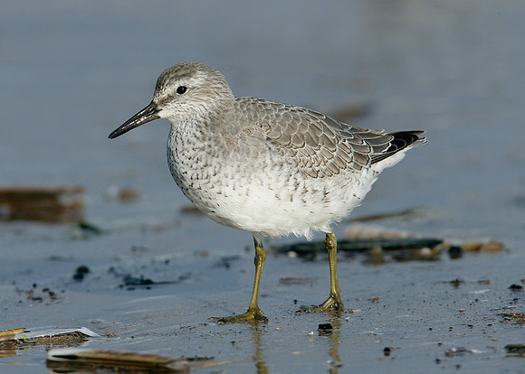 Knot Calidris canutus