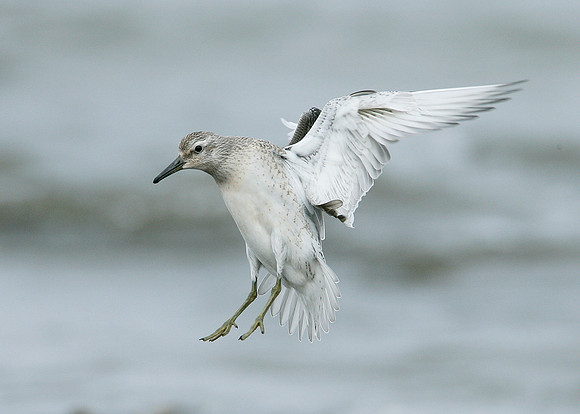 Knot Calidris canutus
