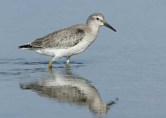 Knot Calidris canutus