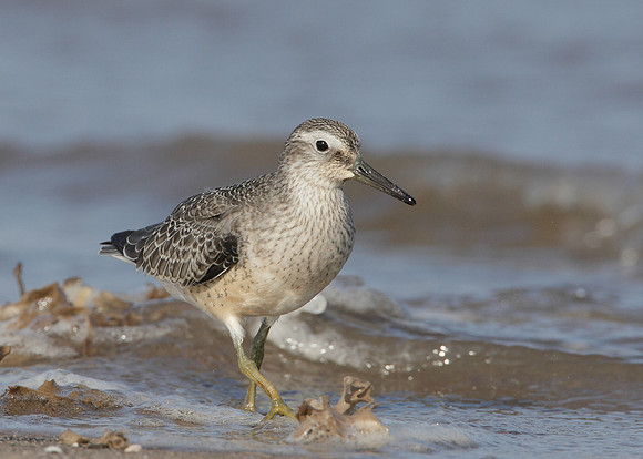 Knot Calidris canutus
