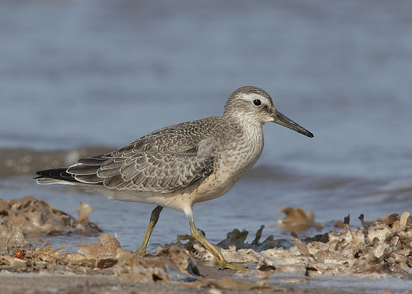 Knot Calidris canutus
