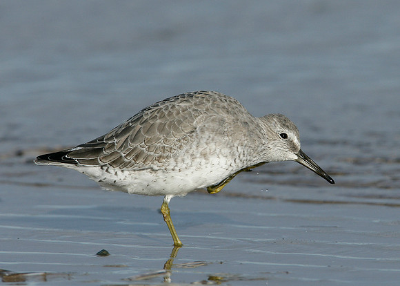 Knot Calidris canutus