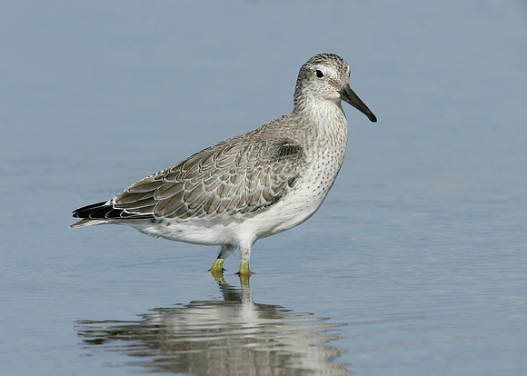 Knot Calidris canutus