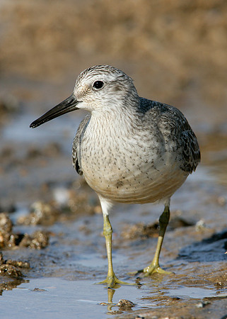 Knot Calidris canutus