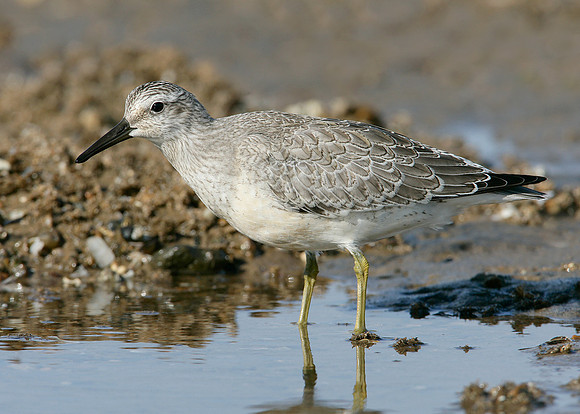 Knot Calidris canutus