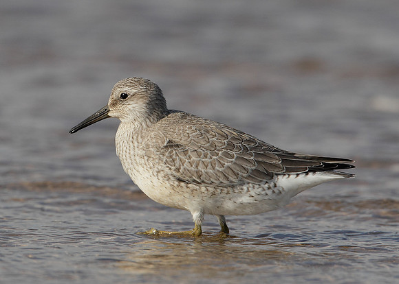 Knot Calidris canutus