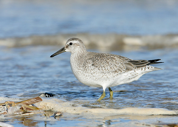 Knot Calidris canutus