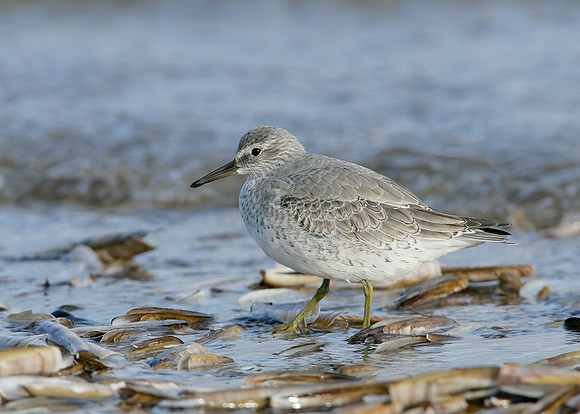 Knot Calidris canutus