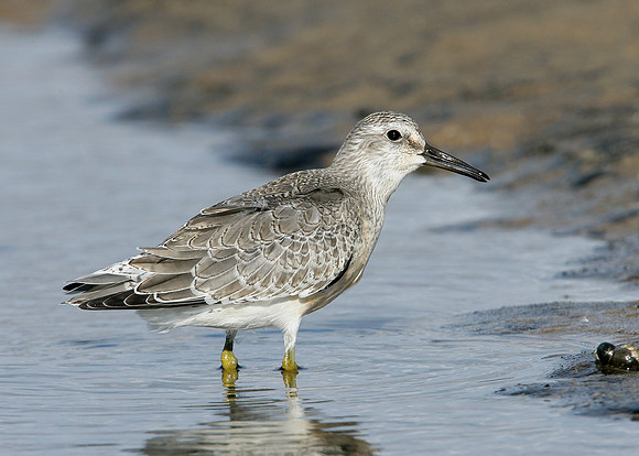 Knot Calidris canutus