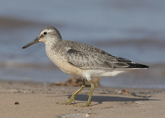 Knot Calidris canutus