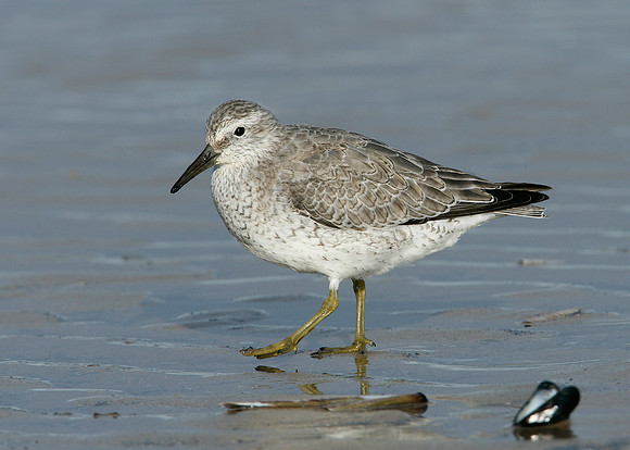 Knot Calidris canutus