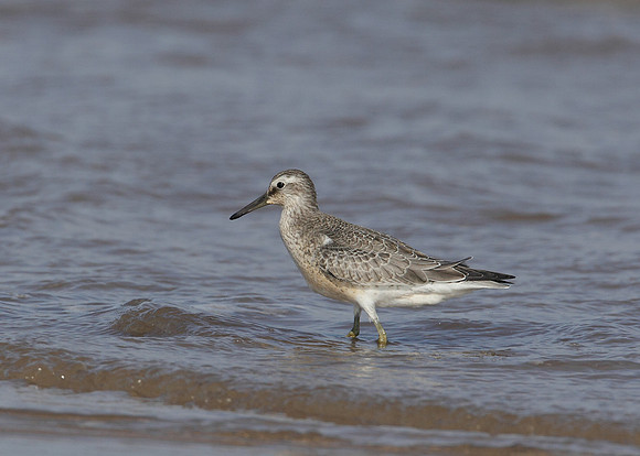 Knot Calidris canutus