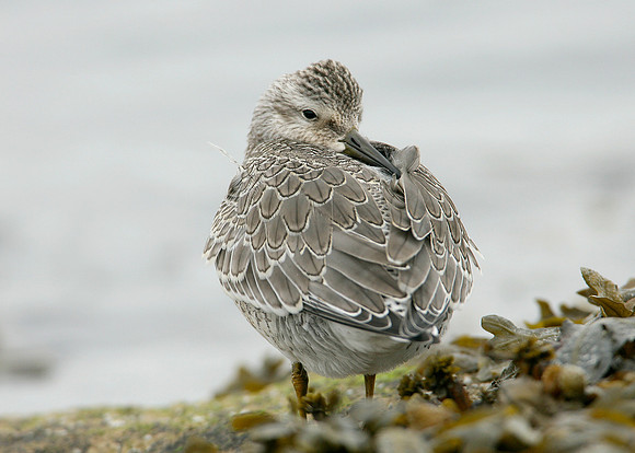 Knot Calidris canutus