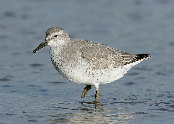 Knot Calidris canutus
