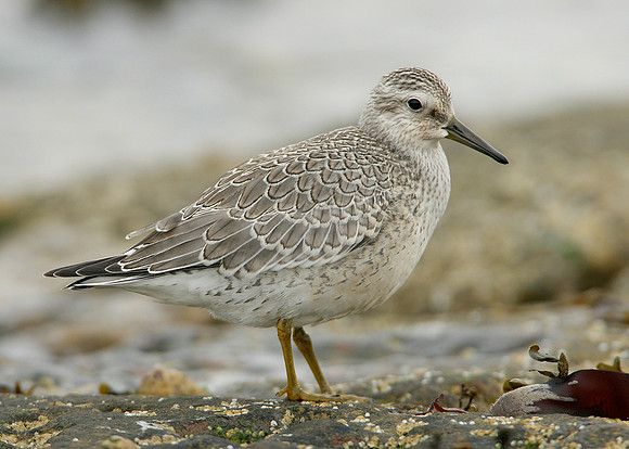 Knot Calidris canutus