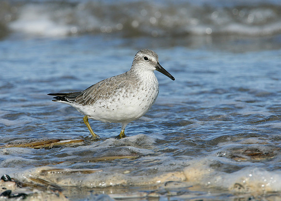 Knot Calidris canutus