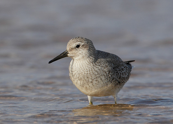 Knot Calidris canutus